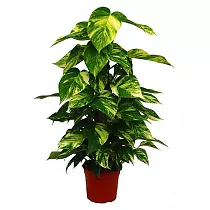 Эпипремнум Ауреум - Epipremnum Aureum D18 H80