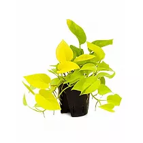 Эпипремнум золотистый Голден Потос - Epipremnum Golden Pothos D14 H30