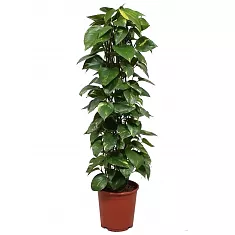 Эпипремнум Ауреум Моссток - Epipremnum aureum Mosstok D30 H150