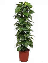 Эпипремнум Ауреум Моссток - Epipremnum aureum Mosstok D30 H150