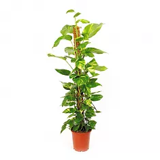 Эпипремнум Ауреум - Epipremnum Aureum D27 H150