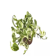 Эпипремнум золотистый - Epipremnum aureum N Joy D12 H25