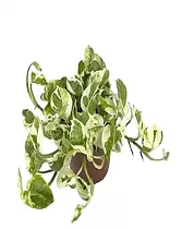 Эпипремнум золотистый - Epipremnum aureum N Joy D12 H25