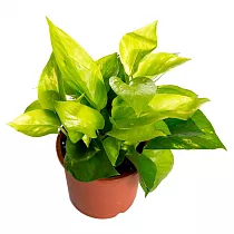 Эпипремнум золотой - Epipremnum Golden Pothos D13 H25