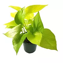 Эпипремнум золотистый Голден Потос - Epipremnum Golden Pothos D12 H20