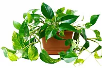 Эпипремнум Ауреум - Epipremnum Aureum D17 H40