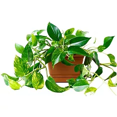 Эпипремнум Ауреум - Epipremnum Aureum D17 H40