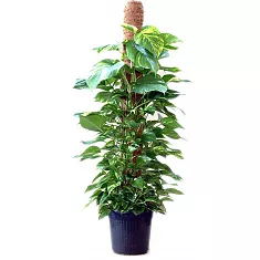 Эпипремнум Ауреум - Epipremnum Aureum D25 H100
