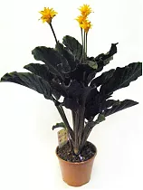 Калатея Кроката - Calathea crocata D14 H35