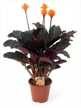 Калатея Кроката - Calathea crocata D14 H45