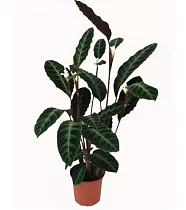 Калатея Варшевича - Calathea warscewiczii D12 H50