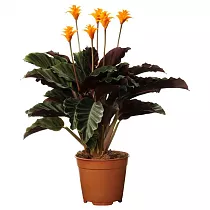 Калатея Кроката - Calathea crocata D14 H40