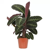 Калатея Варшевича - Calathea warscewiczii D15 H60