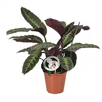 Калатея Варшевича - Calathea warscewiczii D12 H40