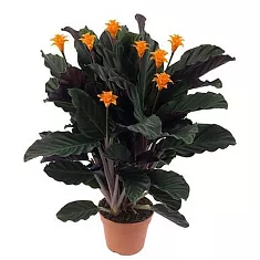 Калатея Кроката - Calathea crocata D14 H50