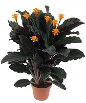 Калатея Кроката - Calathea crocata D14 H50