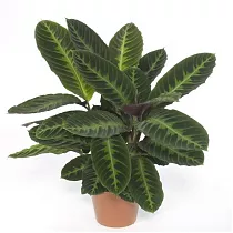 Калатея Варшевича - Calathea warscewiczii D9 H30