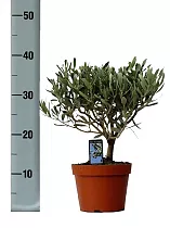 Оливковое дерево, маслина европейская - Olea europaea H12 H35