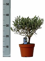 Оливковое дерево, маслина европейская - Olea europaea H12 H35