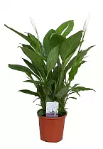 Спатифилиум белый- Spathiphyllum Verdi D17 H70