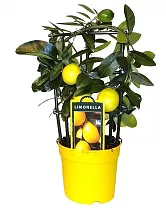 Лимон 40 см высота