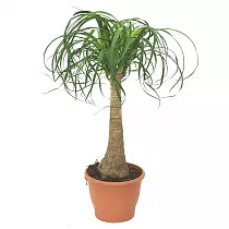 Пальма Нолина D18 H80