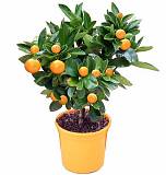 Каламондин - Citrofortunella D14 H40