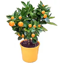 Каламондин - Citrofortunella D14 H40