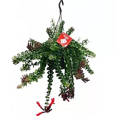 Эсхинантус Твистер - Aeschynanthus D15 H40