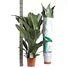 Спатифилиум белый - Spathiphyllum Sensation D24 H136