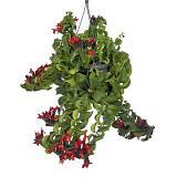 Эсхинантус Мона Лиза - Aeschynanthus hybr Mona lisa D15 H60