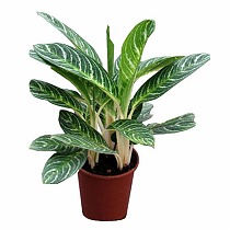 Аглаонема Лемон - Aglaonema Lemon D13 H45