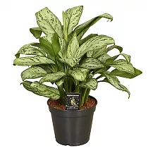 Аглаонема Мария Кристина - Aglaonema Emerald Beauty D15 H40