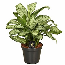 Аглаонема Мария Кристина - Aglaonema Emerald Beauty D15 H40
