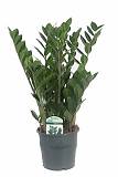 Замиокулькас - Zamioculcas zamiifolia D17 H70