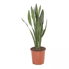 Сансевиерия зейланика - Sansevieria Zeylanica D14 H50