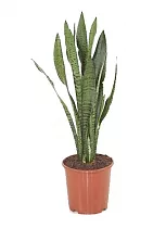 Сансевиерия зейланика - Sansevieria Zeylanica D14 H50