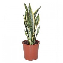 Сансевиерия Лауренти - Sansevieria Laurentii D15 H50