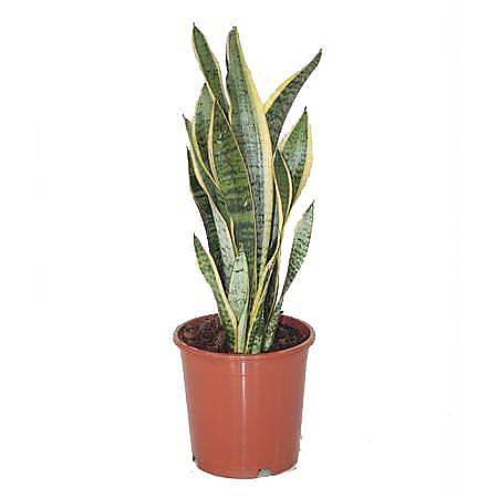 Сансевиерия Лауренти - Sansevieria Laurentii D15 H5