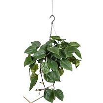 Филодендрон Сканденс, лазящий - Philodendron scandens D15 H30