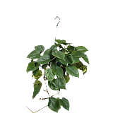 Филодендрон Сканденс, лазящий - Philodendron scandens D15 H30