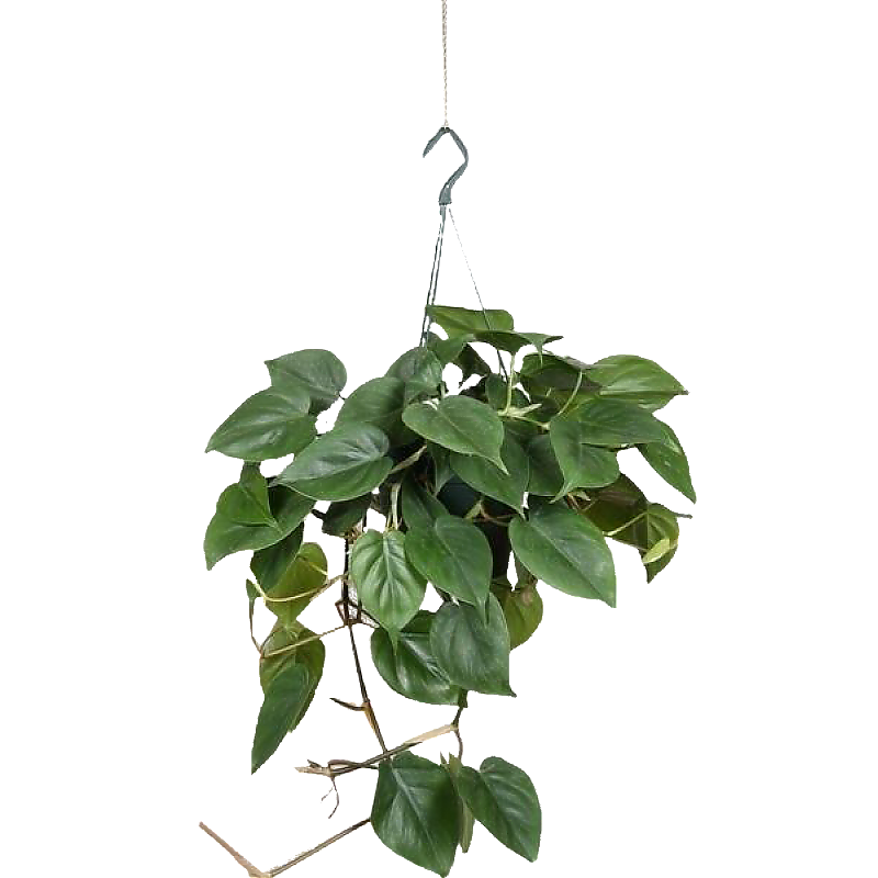 Филодендрон Сканденс, лазящий - Philodendron scandens D15 H30