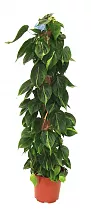 Филодендрон Сканденс, лазящий - Philodendron scandens D27 H150