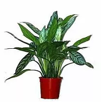 Аглаонема Сильвер Квин (Серебряная королева) Aglaonema Silver Queen D12 H40