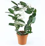 Стефанотис флорибунда - Stefanotis D15 H40