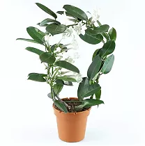 Стефанотис флорибунда - Stefanotis D15 H40