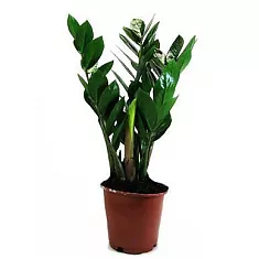 Замиокулькас - Zamioculcas zamiifolia D14 H40