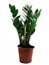 Замиокулькас - Zamioculcas zamiifolia D14 H40