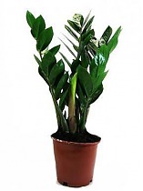 Замиокулькас - Zamioculcas zamiifolia D14 H40