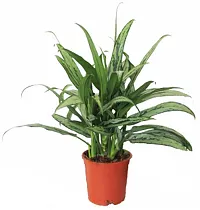 Аглаонема Кутласс - Aglaonema Cutlass (RUSSIA) D12 H40